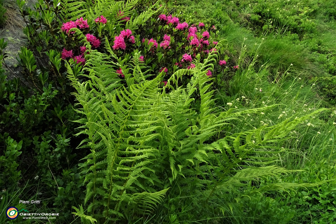 95 Bell'accostamento di verdi felci con rossi rododendri.JPG